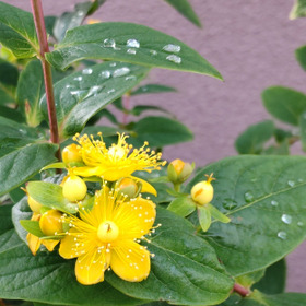 知ると怖い話！可愛い実をつける、花束にも用いられる「ヒペリカム」って？お子様がつまんで食べちゃダメ？