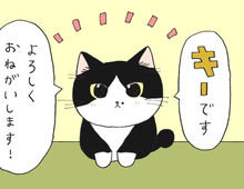 子ねこが仲間入りして8匹になりました【てらねこミー子の日常】