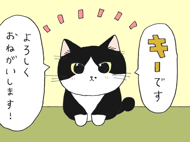 子ねこが仲間入りして8匹になりました【てらねこミー子の日常】