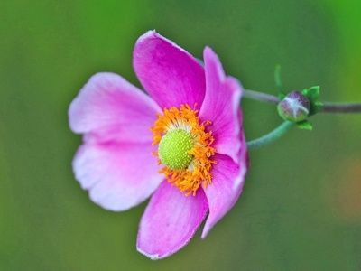 シュウメイギクの病気と害虫対策