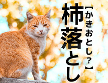 【杮落とし】を「かきおとし」と読むと笑われます！【読めないと恥ずかしい漢字クイズ】