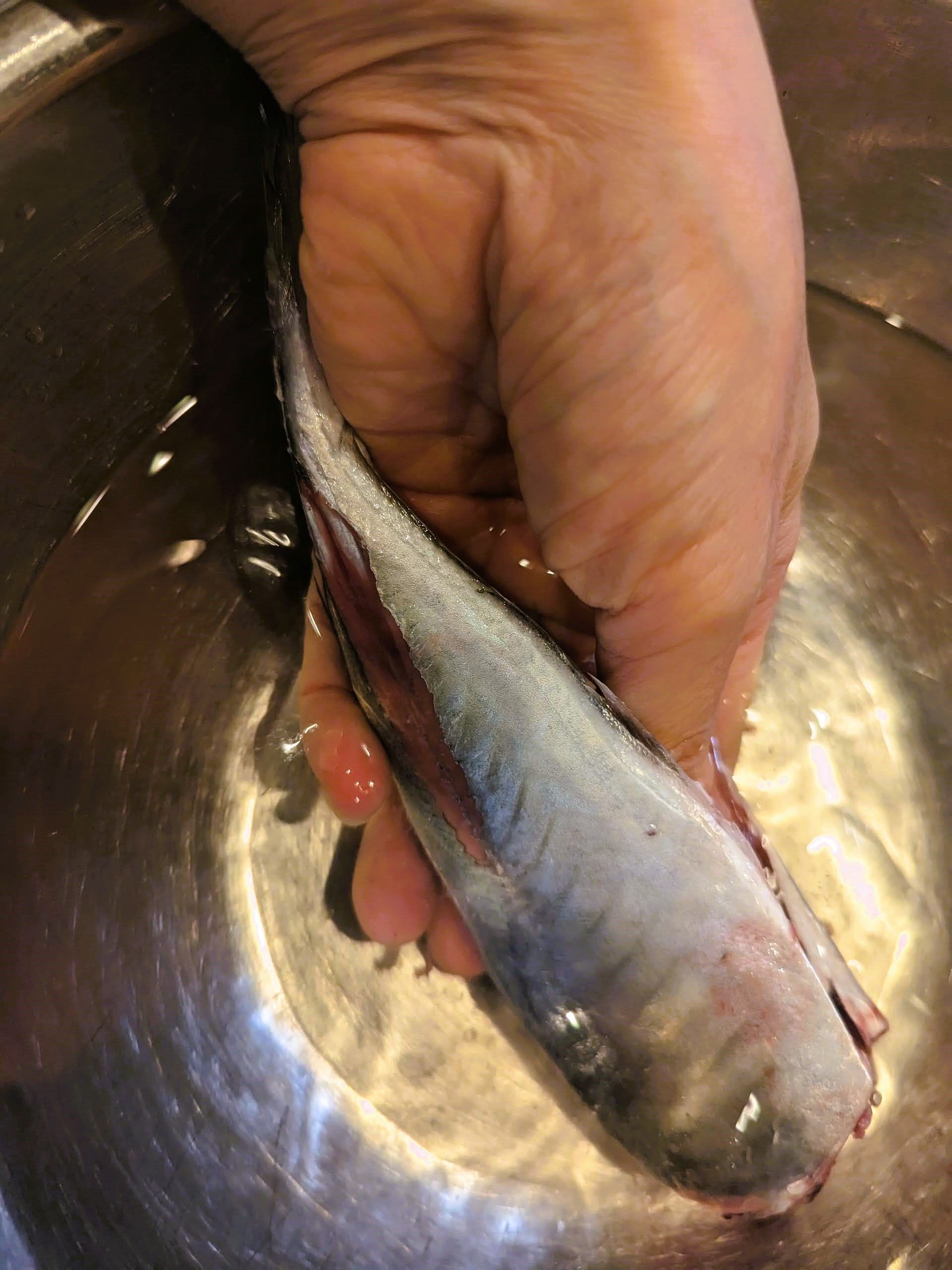 魚 セール パック 洗う