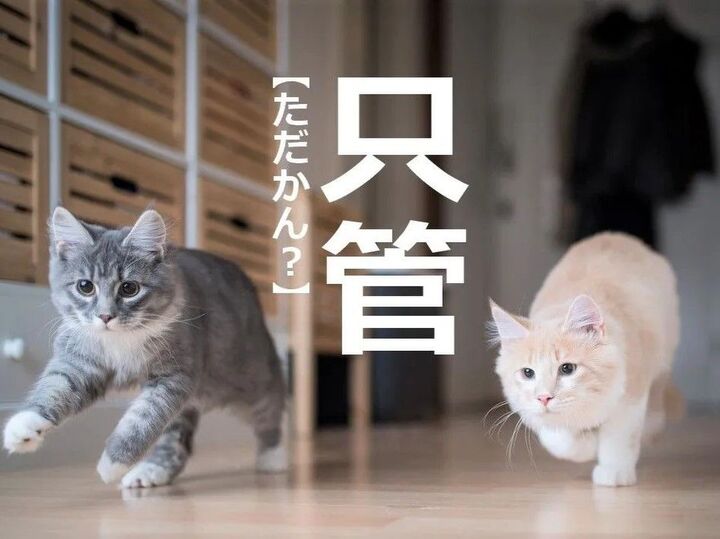 【只管】を「タダカン」と読むと笑われます!【読めないと恥ずかしい漢字クイズ】
