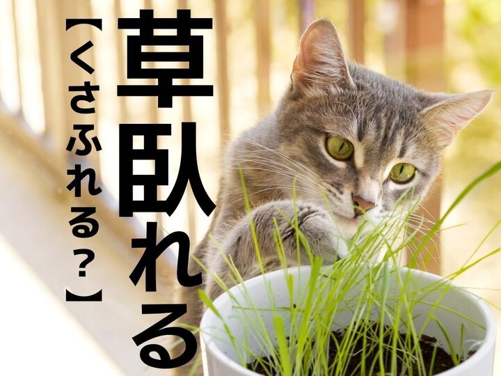 【草臥れる】の読み方知ってる?「くさふれる」ではありませんよ!【読めたら自慢できる漢字クイズ】