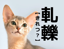 【軋轢】を「きれつ」と読むと笑われます！【読めないと恥ずかしい漢字クイズ 】