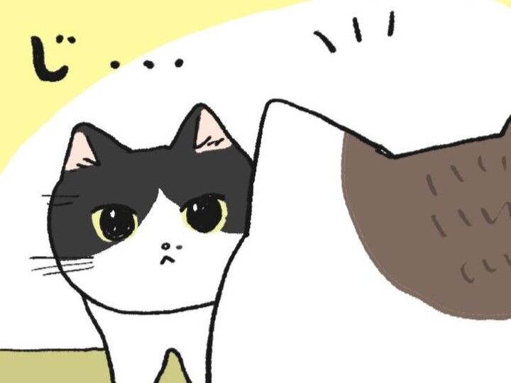 吾輩はすさまじくやんちゃな子ねこである。【てらねこミー子の日常】