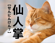 【仙人掌】なんて読む？必殺技みたいだけど「せんにんけん」ではありませんよ！【難読漢字クイズ】