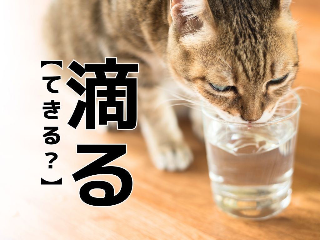 【滴る】を「てきる」と読むと笑われます！【読めないと恥ずかしい漢字クイズ】