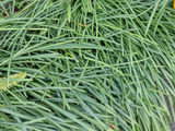 食べちゃダメ！危険！あまり知られていない2月の葉！ニラとは違う猛毒植物に注意！