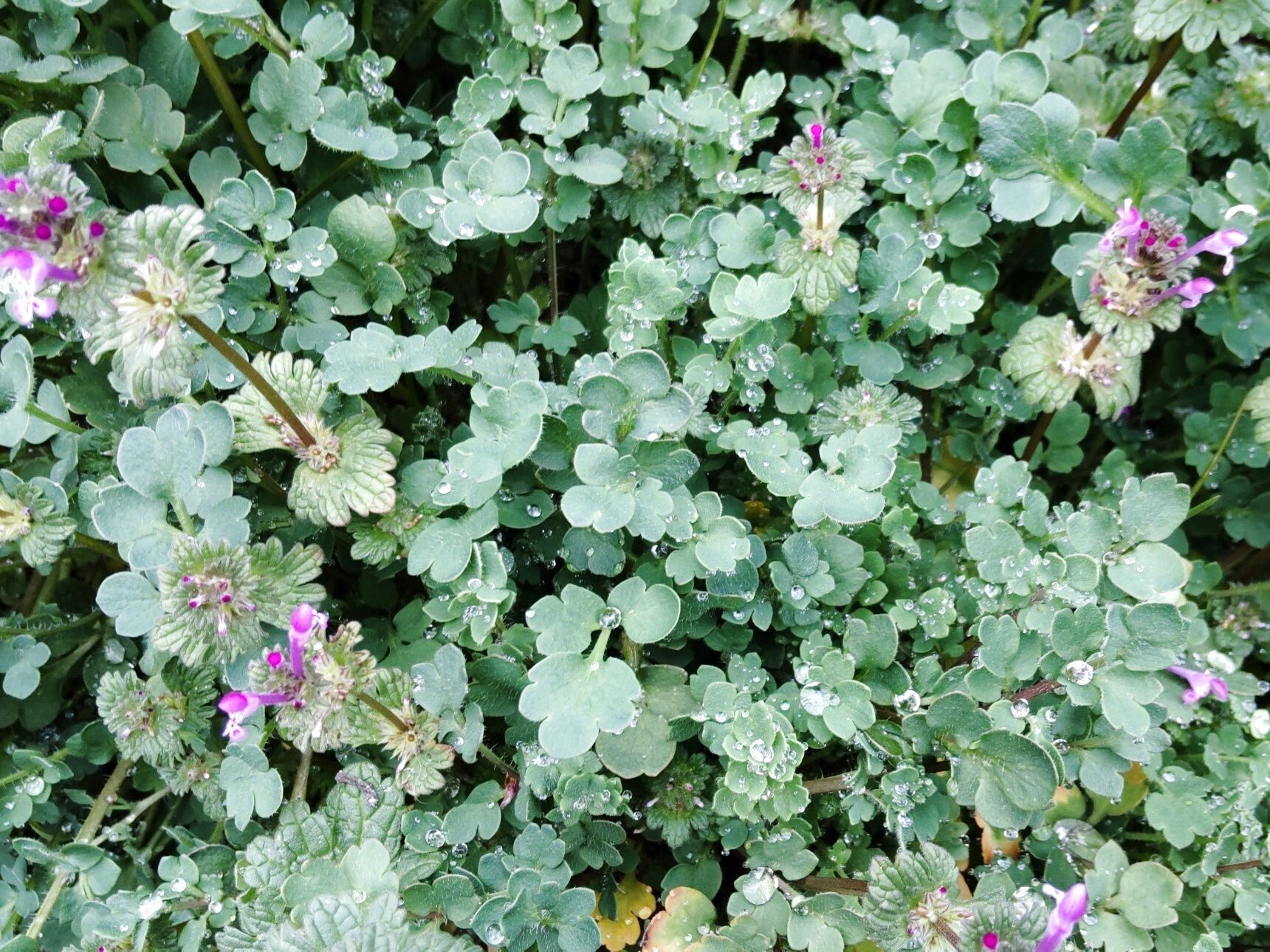 ホトケノザ(仏の座)は、春を告げる花。でも、春以外でも見ることがあります。