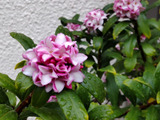 春の恵み！「沈丁花の魅力と毒性」！素晴らしい芳香だけど、お子様、ペット注意です！