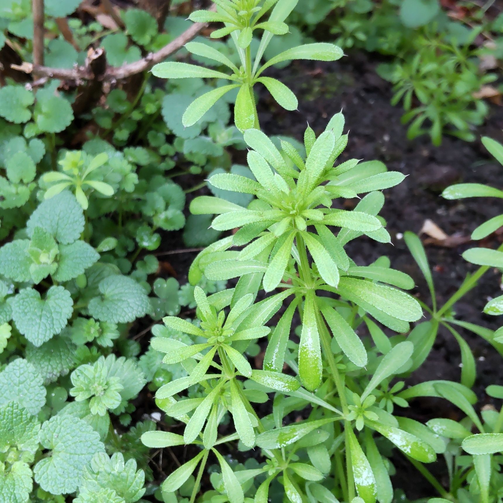 ヤエムグラの花言葉は「抵抗」。4月から6月にかけてかわいらしい花を咲かせるそうです。