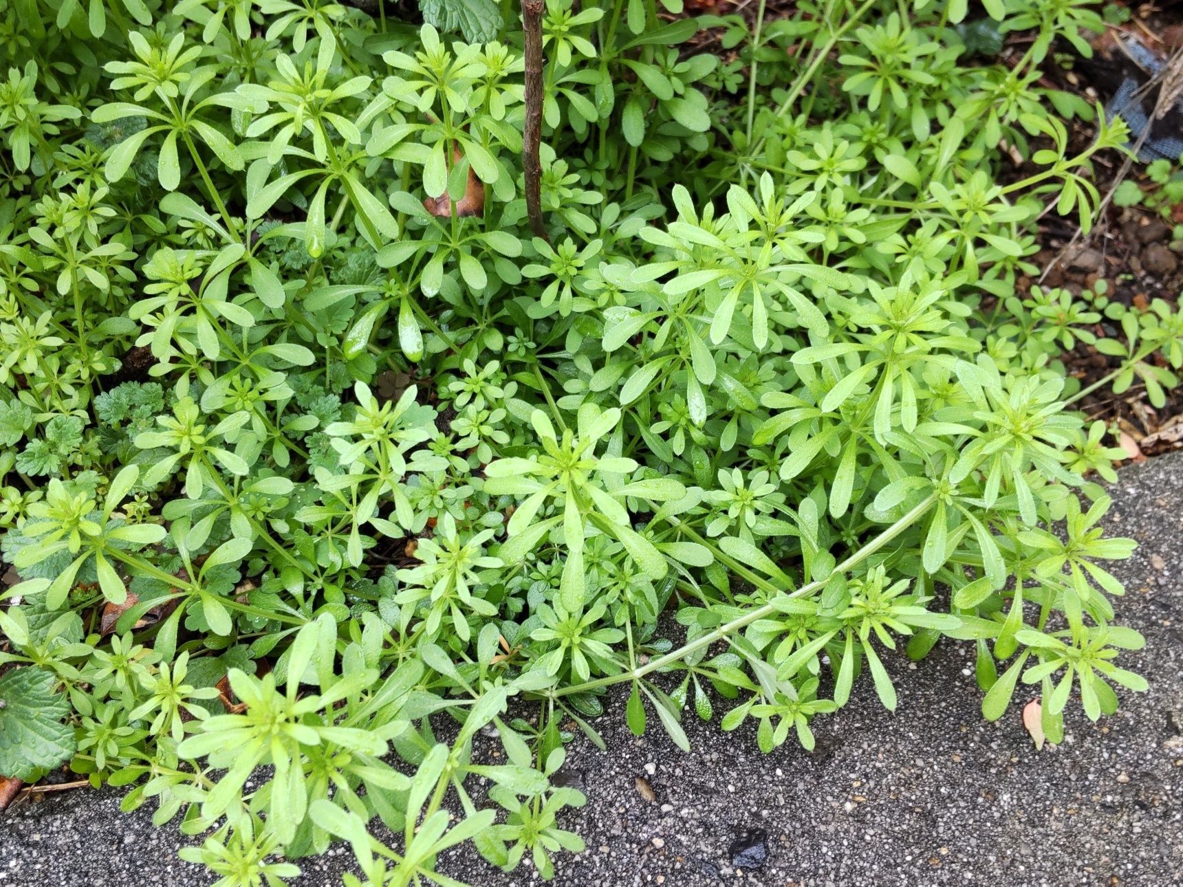 この植物は「ヤエムグラ（八重葎）」。別名「スティックウィリー」「クンショウグサ（勲章草）」「フォールス・クリーバーズ」。