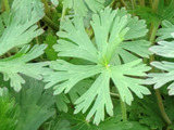 「あの猛毒植物とそっくり！」葉姿に潜む危険、食用には要注意～！2月の雑草からの学び！
