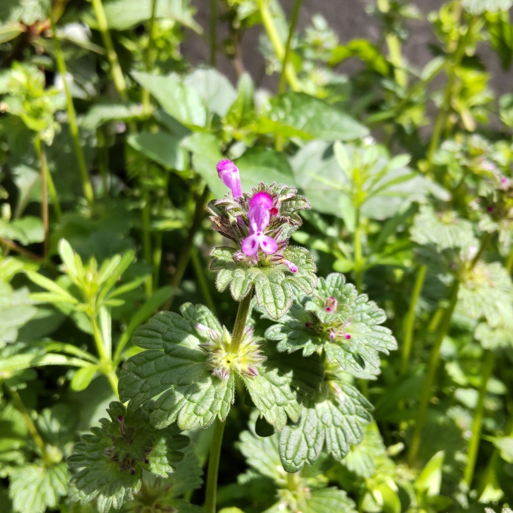 2月の野の花と七草の微妙な関係の秘密、謎めく花「仏の座」！果たして食べられるのか？