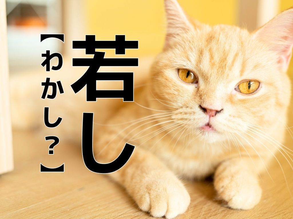 【若し】を「わかし！」と読むと笑われます！【読めないと恥ずかしい漢字クイズ】