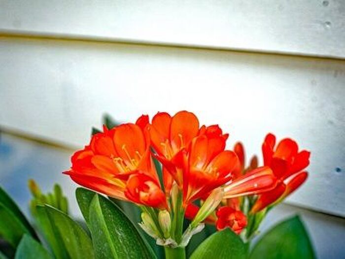クンシランの美しい花を長く楽しむ方法