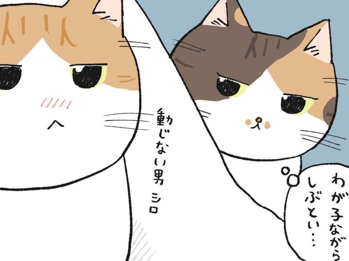 顔面ポスをお見舞いするわよ【てらねこミー子の日常】