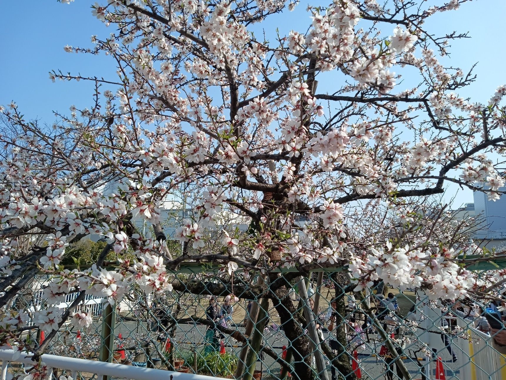 アーモンドお花見、満開！！