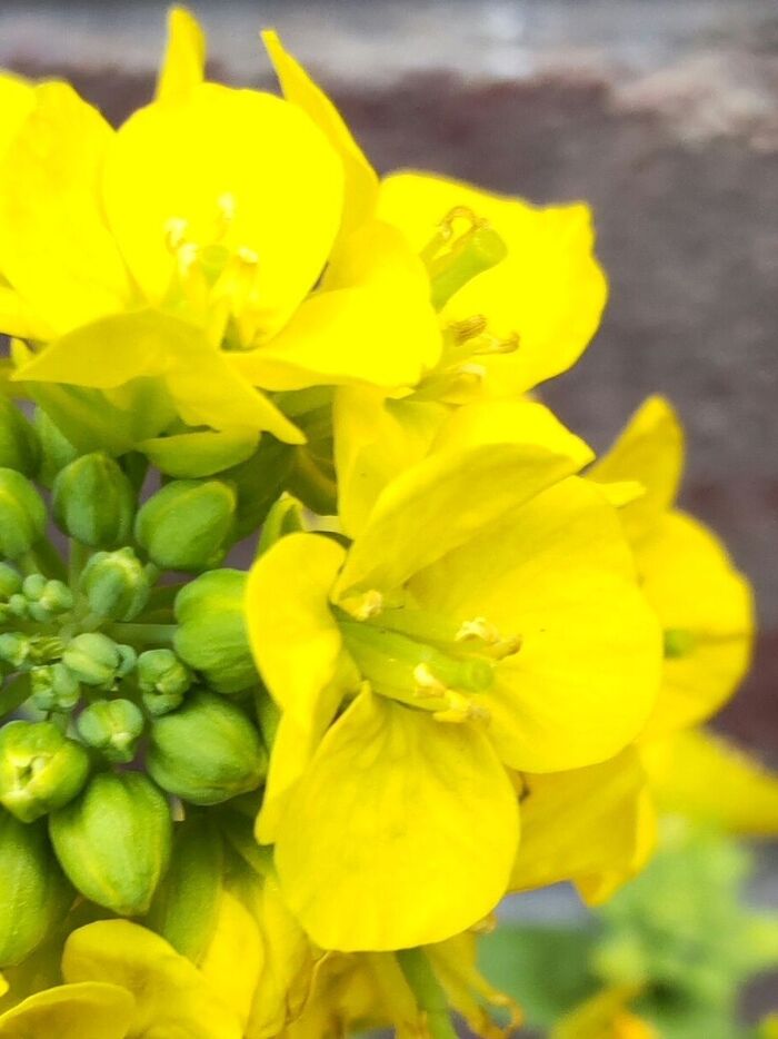 菜の花の花言葉は、「快活」「明るさ」。
