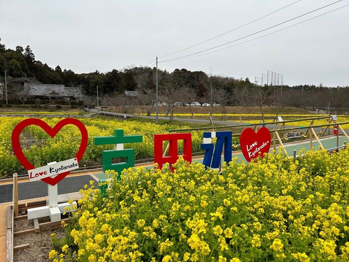京田辺の文字と菜の花