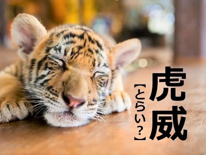 【虎威】を「とらい」とそのまま読んじゃダメ!正しい読み方知ってる?【読めないと恥ずかしい漢字クイズ】