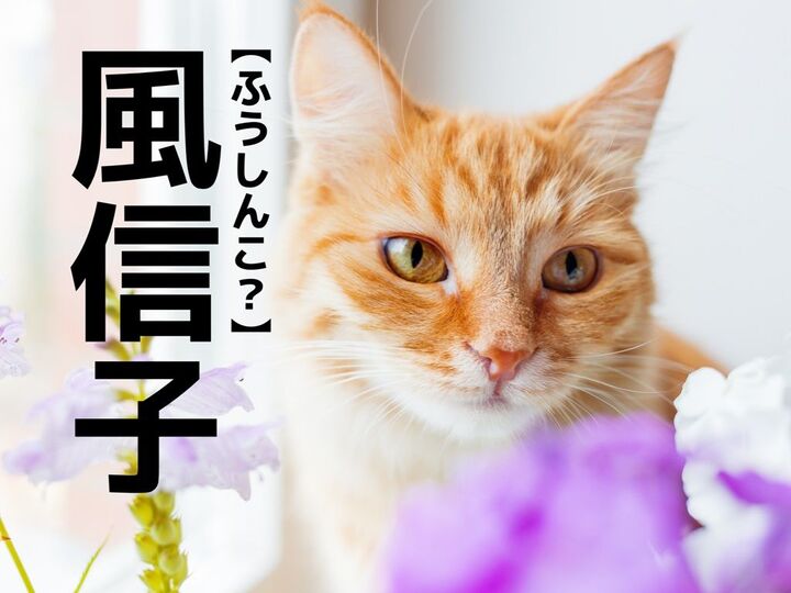 【風信子】を「ふうしんこ」と読むと笑われます!【読めないと恥ずかしい漢字クイズ】