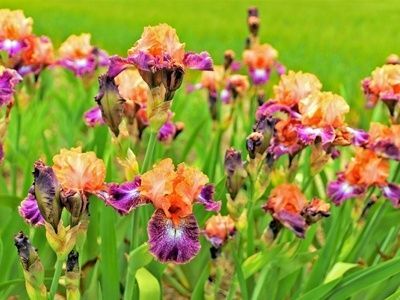 ジャーマンアイリスの美しい花を楽しむ方法