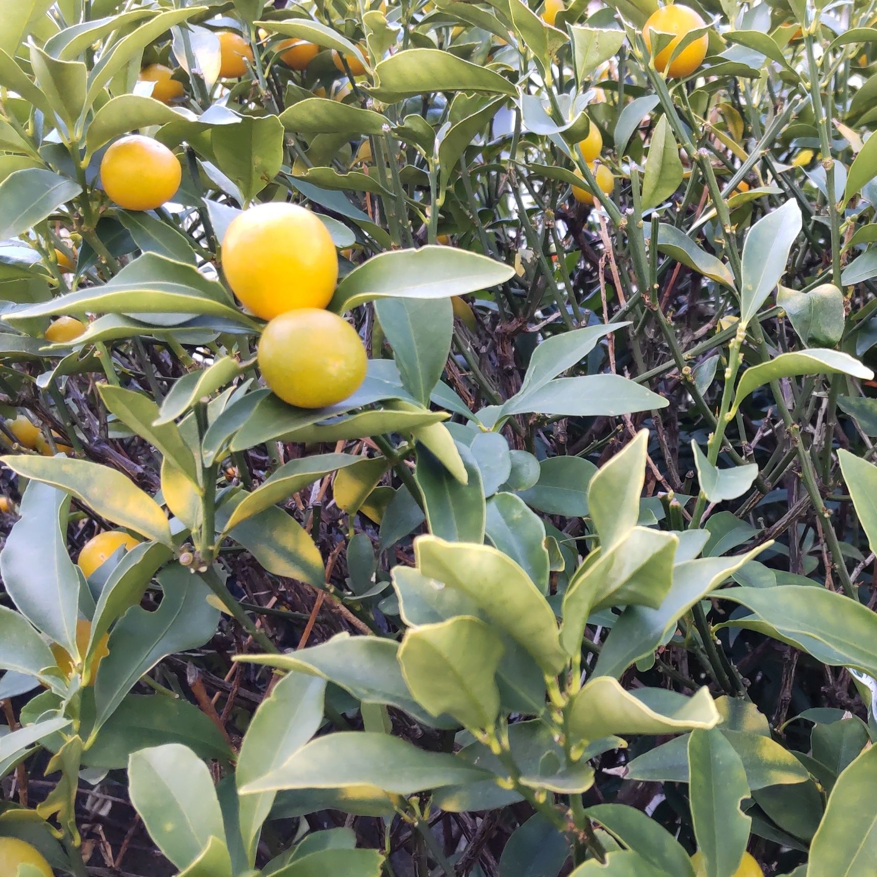 キンカン（金柑）の花言葉は「思い出」「感謝」。