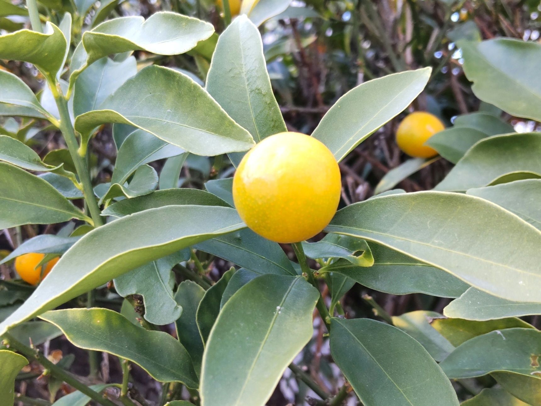 キンカン三兄弟発見！キンカンの実が育む感謝の心、キンカンの花言葉って？