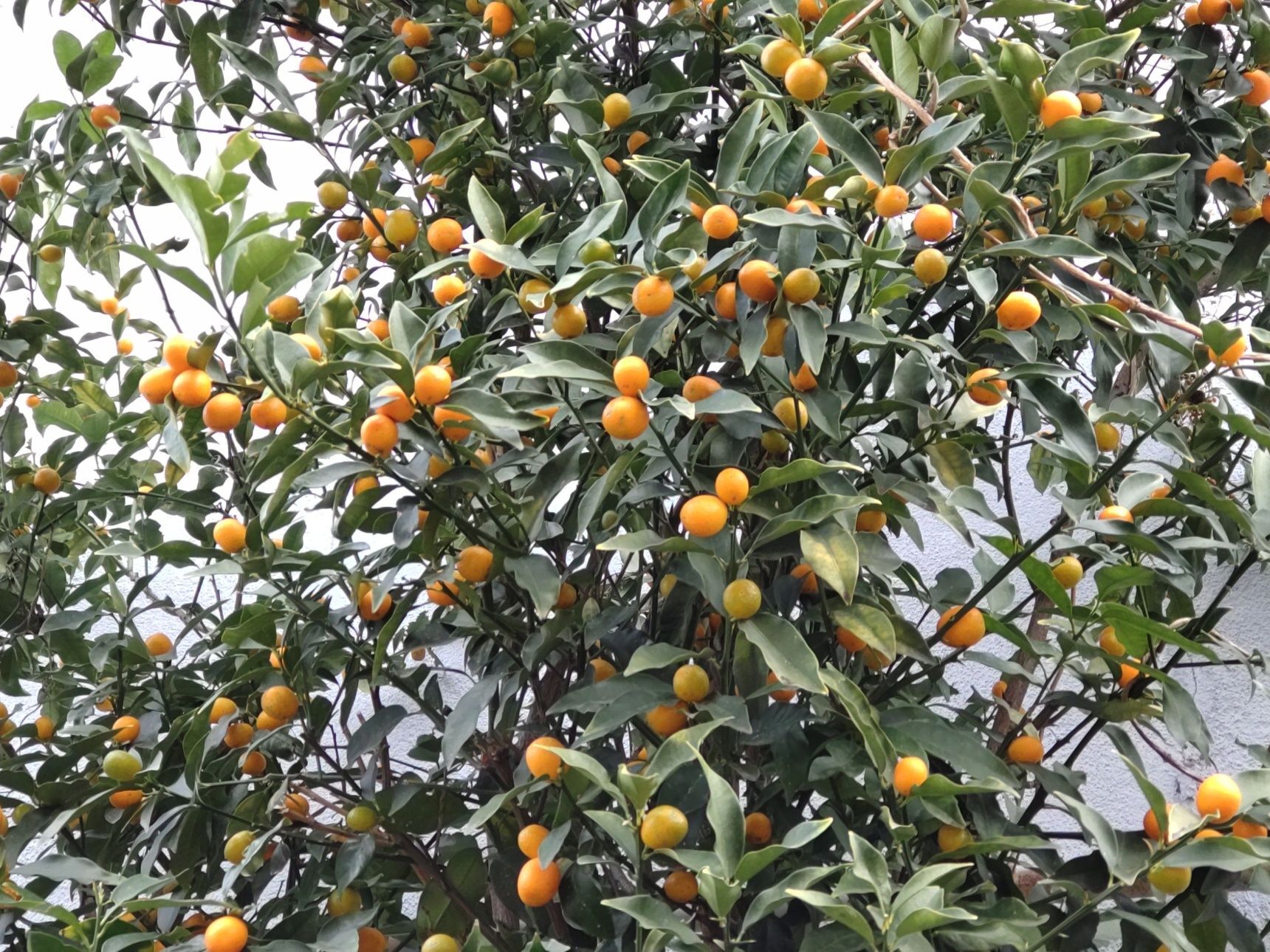 縁起物として人気の植物でもあります。