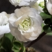 この花、ご存知ですか？見た目も名前も可愛い！1センチ程の小さな白い花です