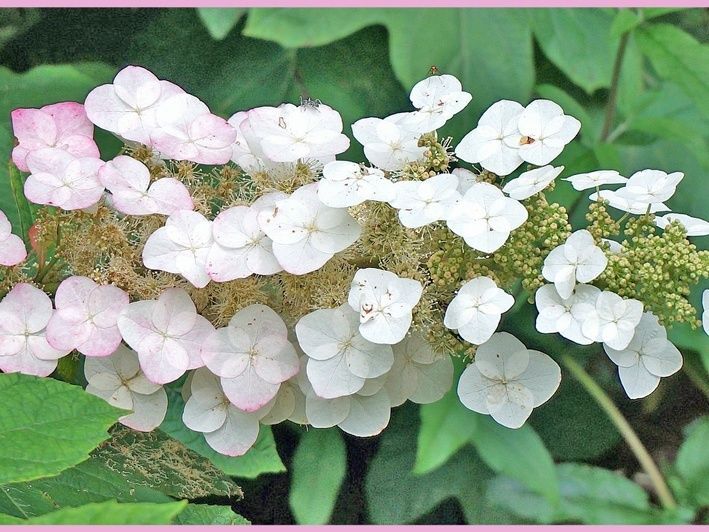 初心者でも楽しめるカシワバアジサイ栽培ガイド「柏葉紫陽花/Oakleaf hydrangea」｜園芸のアイデア｜暮らしニスタ