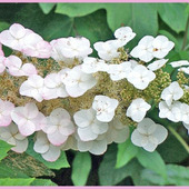 初心者でも楽しめるカシワバアジサイ栽培ガイド「柏葉紫陽花/Oakleaf hydrangea」