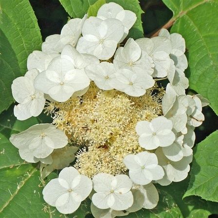 初心者でも楽しめるカシワバアジサイ栽培ガイド「柏葉紫陽花/Oakleaf hydrangea」｜園芸のアイデア｜暮らしニスタ