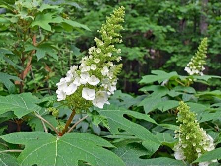 初心者でも楽しめるカシワバアジサイ栽培ガイド「柏葉紫陽花/Oakleaf hydrangea」｜園芸のアイデア｜暮らしニスタ