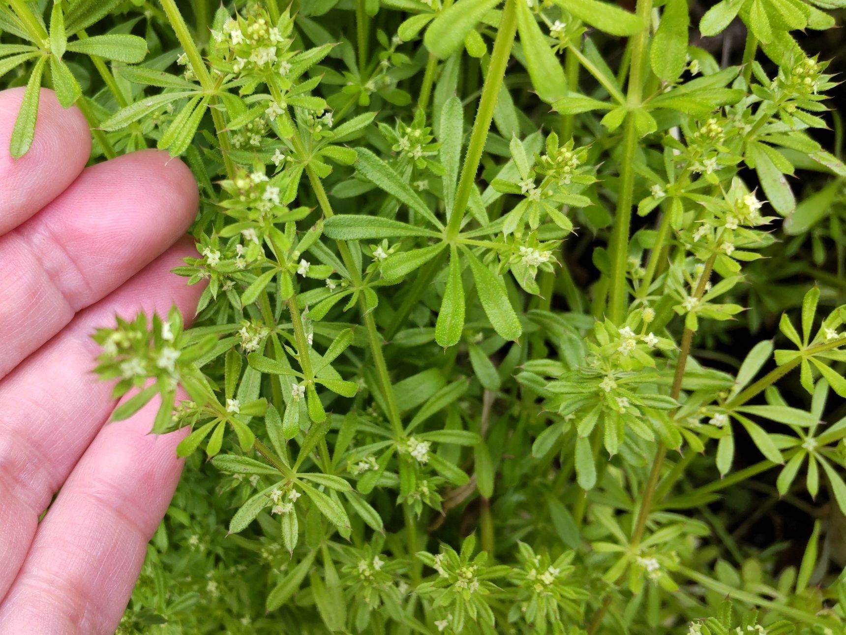 こちらの植物は「ヤエムグラ（八重葎）」お花が咲きはじめましたよ。