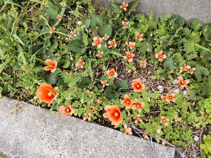 見てください！超ミニサイズのオレンジ色の花！すべて、ナガミヒナゲシの花です。
