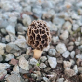 謎の正体が分かった！まさかの高級品とは