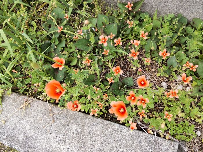 街を歩いて植物観察していると「ナガミヒナゲシ」が凄く増えているんです！
