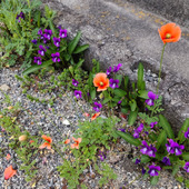 「4月の道端の雑草」どっちが有毒？可愛いけどオレンジ色の花と紫色のスミレ駆除するべきはどちら？