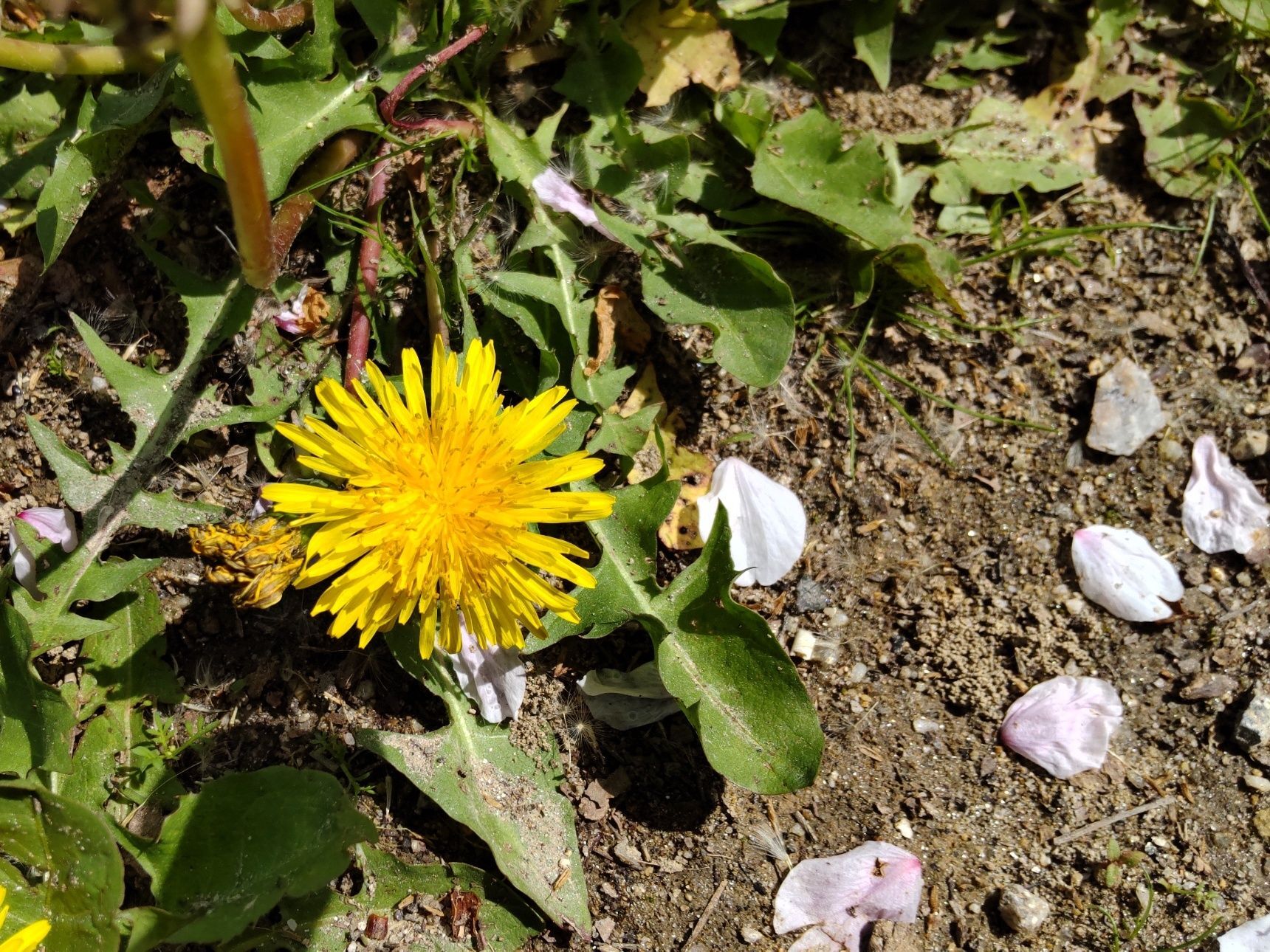 黄色いお花で見ているだけで元気にしてくれるパワーのある植物です。