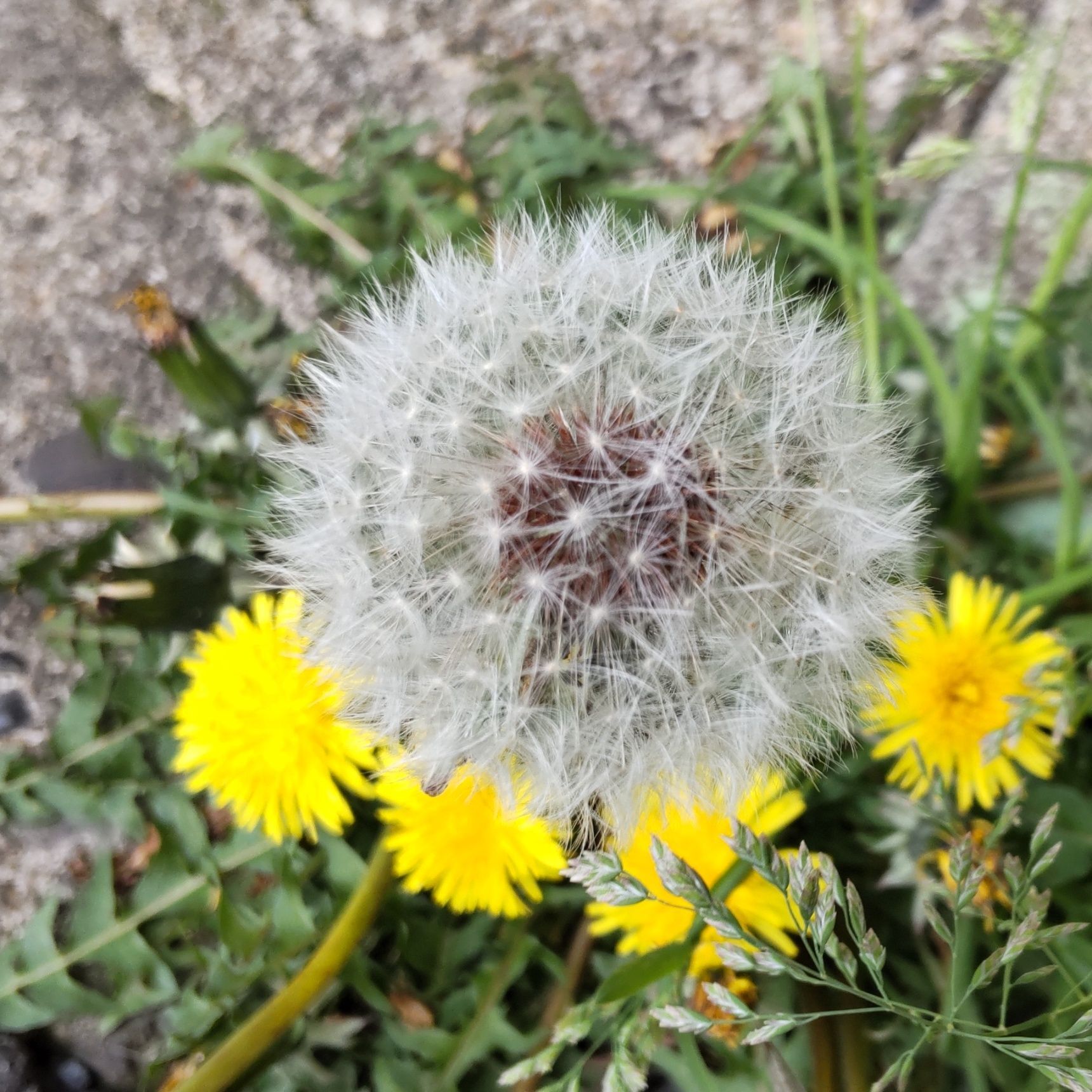 タンポポの綿毛の花言葉は 「別れ」「別離」「神様のお告げ」。