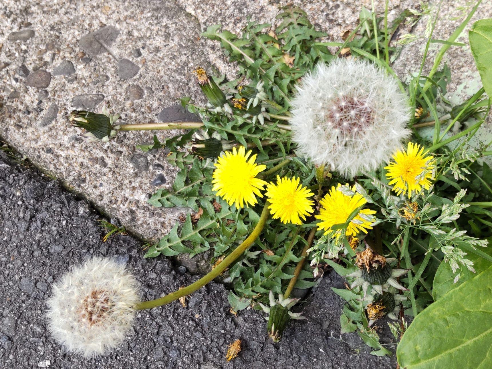 「春の道端の雑草」タンポポの綿毛の花言葉は？大好きな人にプレゼントすると嫌われちゃうの？