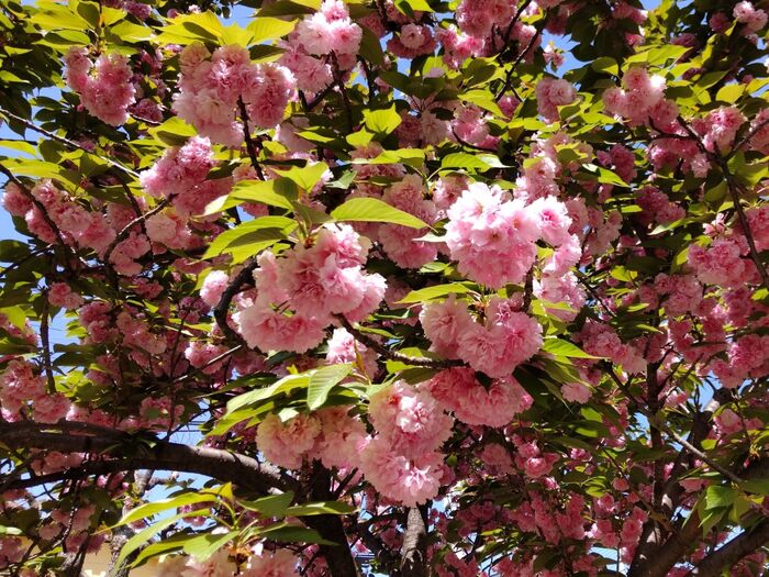 こちらの街の周辺では、ソメイヨシノの開花時期は終わりましたが、可愛い桜が満開の時期ですー！