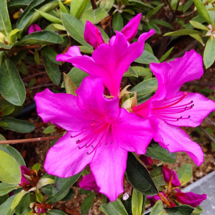 ピンク色のツツジの花言葉は「愛の喜び」