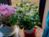 室内で育てている鉢物の葉が白っぽい！固い！を見つけたら！