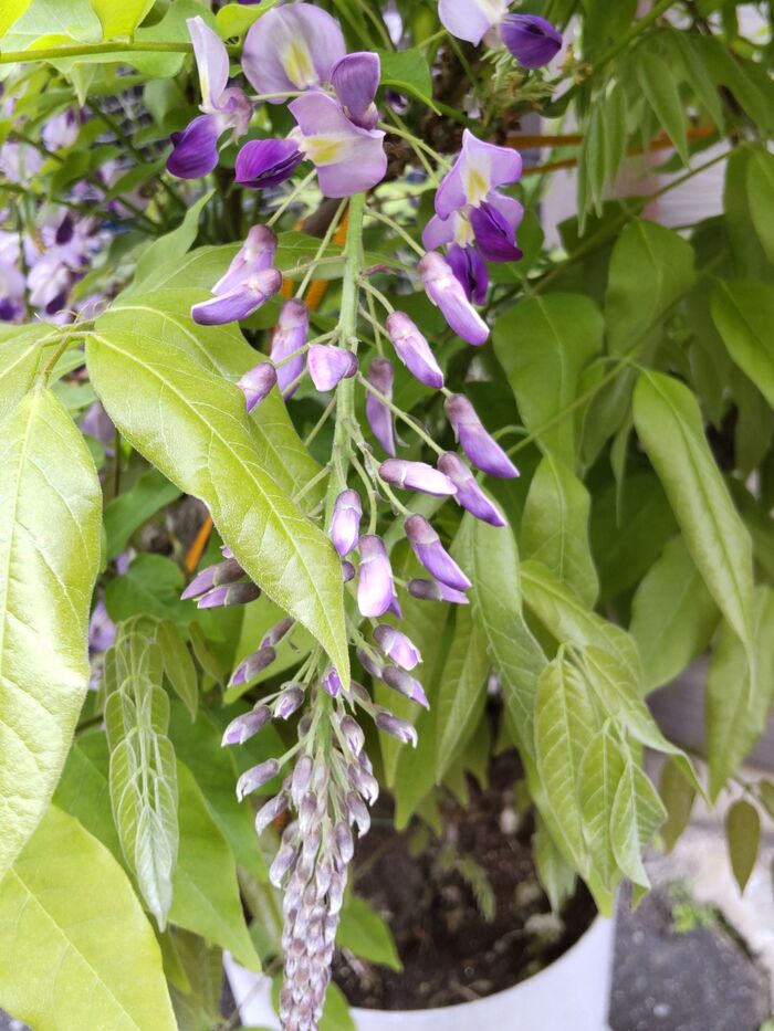 花期は4月から5月です。花色は美しい淡い紫、白などです。