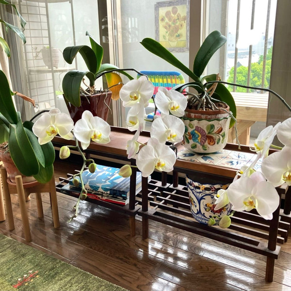 4度目の開花♪お花屋さんも驚いた！簡単「胡蝶蘭の育て方」｜園芸の 