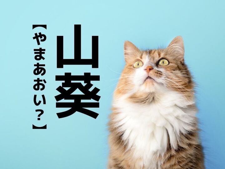 【山葵】を「やまあおい」と読んだら笑われます!【読めないと恥ずかしい漢字クイズ】